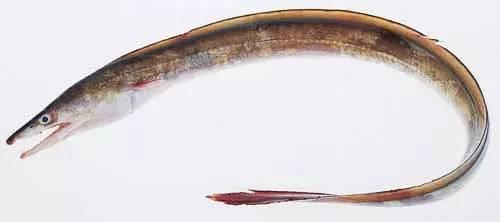 日本鰻魚陷入絕境？捕獲量僅為去年同期的1%！