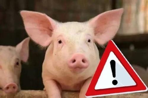 中國(guó)凍豬肉儲(chǔ)備恐耗盡，還能盼來“吃豬自由”嗎？