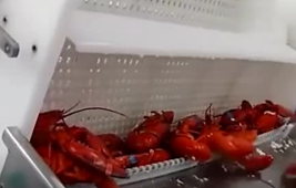 實(shí)拍龍蝦流水線，看一只蝦怎樣被大卸八塊