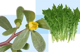 薺菜之后，蒲公英、馬齒莧入餡，野菜概念類產(chǎn)品能否野蠻生長(zhǎng)？