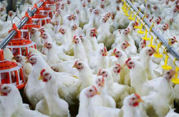 圣農發展凈利飆升170%！2020年超級雞周期還會繼續嗎？