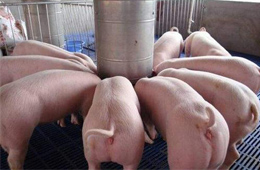 關注丨養豬暴富！溫氏股份2019年預計凈利138億元~143億元