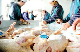 關注丨活禽交易，放開還是禁止？問題難在哪里？