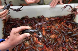 活蝦價格猛跌5成，出口訂單銳減6成，疫情下的小龍蝦還能“火”嗎？