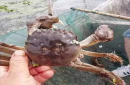 大閘蟹銷量同比漲3倍！平均售價(jià)卻首次下降超3成！