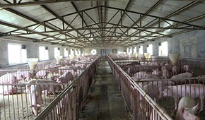 養(yǎng)豬大省河南哪里豬最多？駐馬店、周口、南陽排前三