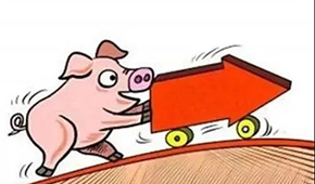 豬價翻紅“6連漲”，沖上10元大關；凍品人發朋友圈：時間不等人，快抓緊備貨！