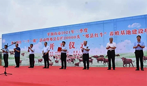 金星啤酒跨界養牛，投資5億做“雪花紅?！?/>
                </div>
                <div   id=