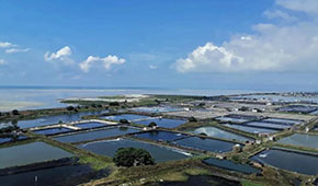 全國60%的蝦滑產(chǎn)自這里，“北海蝦滑”為何能成功出圈？