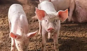 9月投放儲(chǔ)備肉20萬(wàn)噸，創(chuàng)歷史新高；肉價(jià)要漲，食企準(zhǔn)備好了嗎？