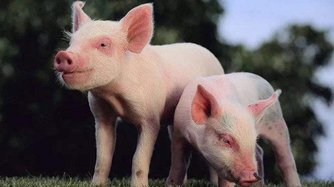 豬價進入過度上漲一級預警區(qū)間；第六批國儲肉即將投放